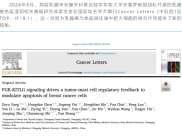重庆市人民医院张帆教授团队在Cancer Letters发表乳腺癌相关原创性基础研究
